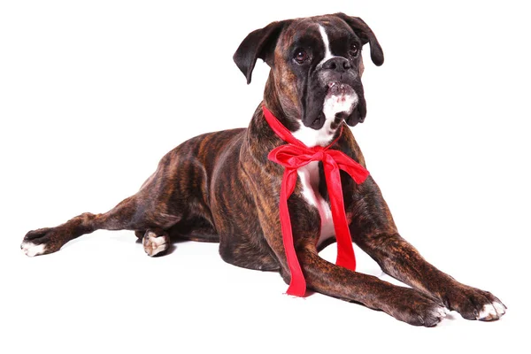 A Beautiful boxer in white background — Stock Photo, Image