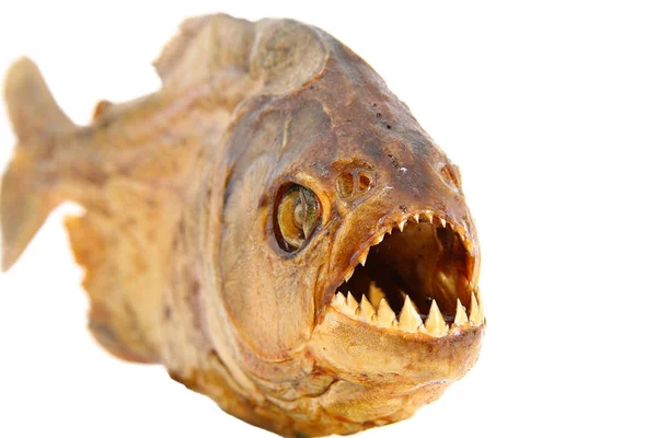 Isolated embalmed piranha in white background — Stock Photo, Image