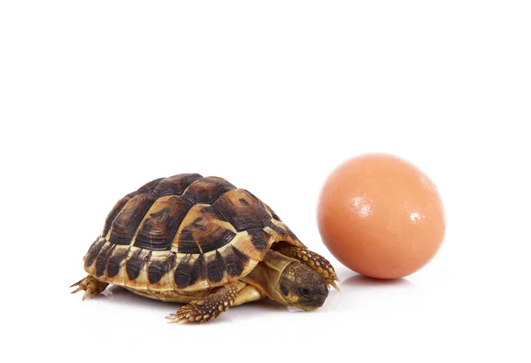 Tortuga pequeña con huevo en fondo blanco —  Fotos de Stock