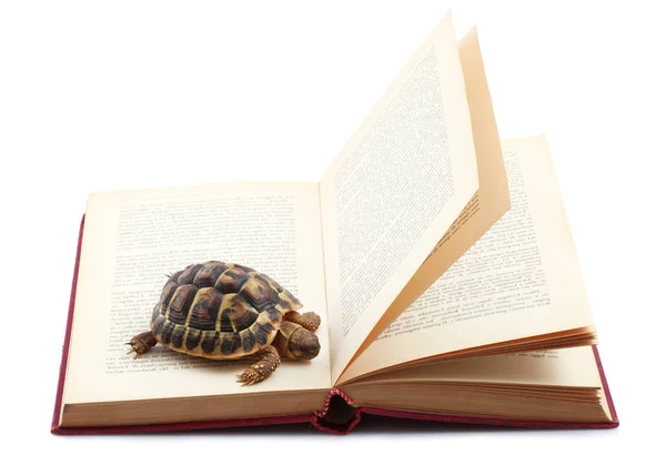 Teknős Olvasson egy könyvet fehér háttér — Stock Fotó