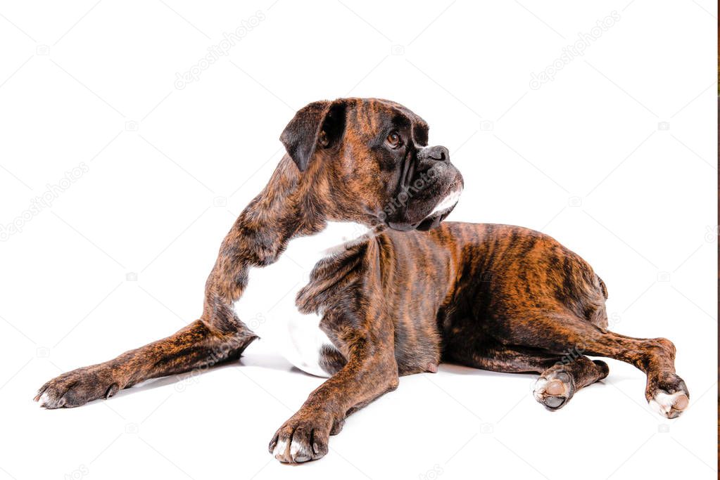 a Beautiful boxer in white background