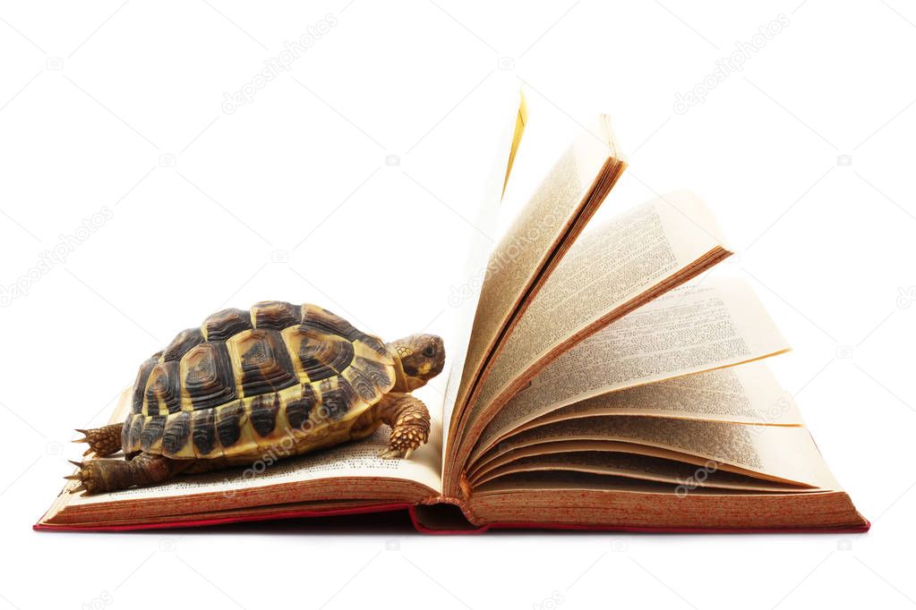 turtle reading a book in white background