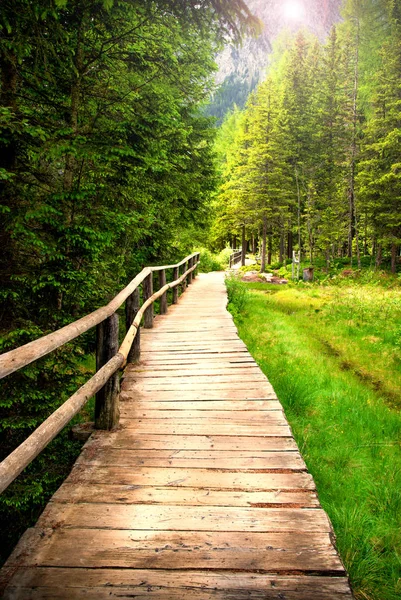 Wooden walkway in the woods — Stock Photo, Image