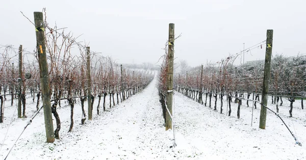 Paisagem de inverno nevada de uma vinha — Fotografia de Stock