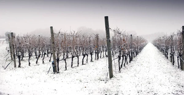 Paisagem de inverno nevada de uma vinha — Fotografia de Stock