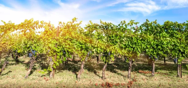 Vinha Italiana Para Produção Vinho — Fotografia de Stock