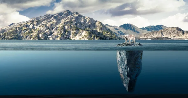 Cão Abandonado Uma Pequena Ilha Meio Lago — Fotografia de Stock