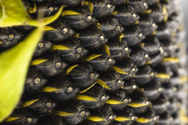 Ayçiçeği kapatın. Ayçiçeği tohumu yakın çekim... Makro. Tüm arka plan.