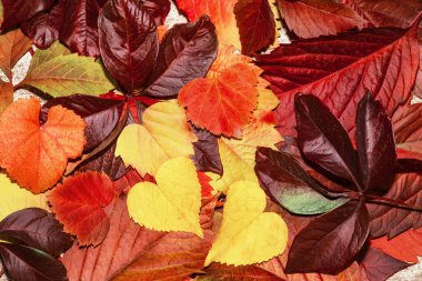 Düşen sonbahar yapraklarından yapılmış renkli ve parlak arkaplan