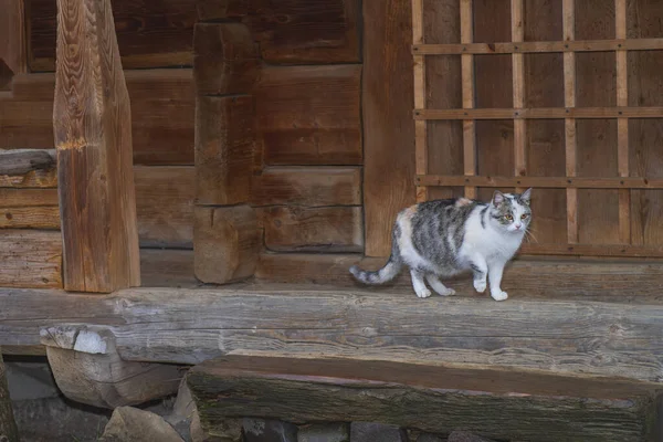 Gatto grigio carino seduto su una panchina di legno all'aperto. Un gatto grigio si siede su una panchina di legno vicino alla casa. . — Foto Stock