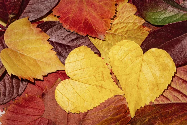 Feuilles d'automne de différentes couleurs, fond d'automne. Ça laisse un gros plan. Feuilles sous forme de cœurs . — Photo