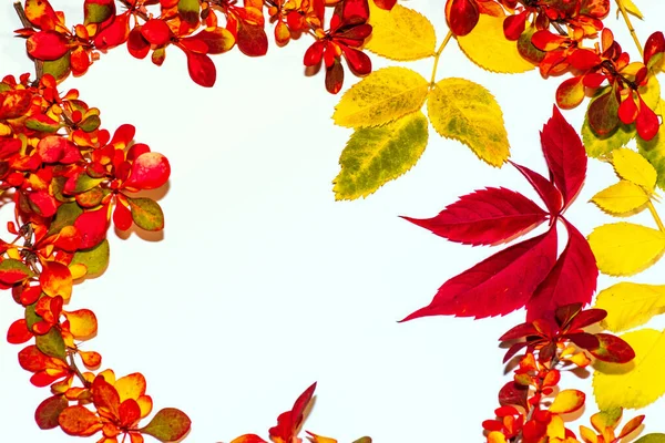Herbstblätter auf weißem Hintergrund. Herbsthintergrund. Blätter in verschiedenen Farben. — Stockfoto