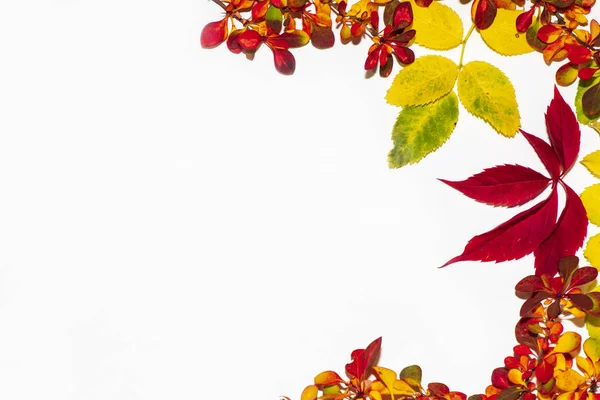 Herbstblätter auf weißem Hintergrund. Herbsthintergrund. Blätter in verschiedenen Farben. — Stockfoto