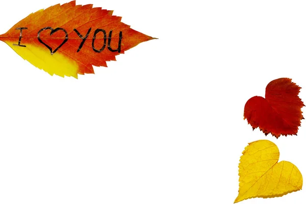 Herbstblätter auf weißem Hintergrund. Herbsthintergrund. Blätter in verschiedenen Farben. Herbstblätter mit der Aufschrift auf den Blättern lieben dich — Stockfoto
