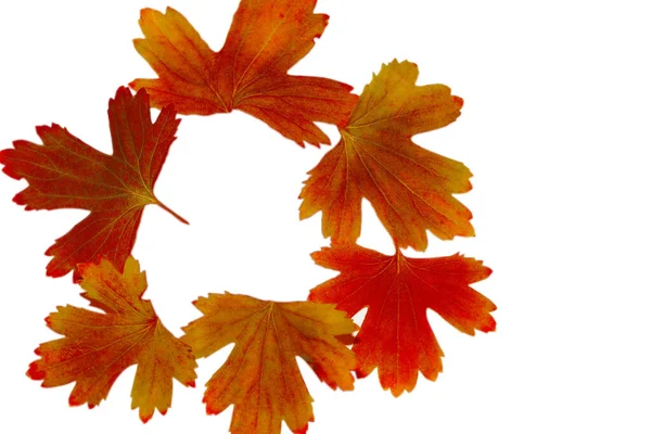 Hösten löv på en vit bakgrund. Höstens bakgrund. Blad av olika färger. — Stockfoto