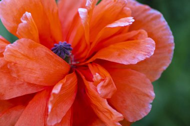 Haşhaş tarlasında. Bir yaz güneşli bir günde bir alanda kırmızı haşhaş. Yaz ve bahar, manzara, haşhaş tohumu. Afyon haşhaş, botanik bitki, ekoloji. İlaç ve aşk zehirlenmesi, afyon, tıbbi.