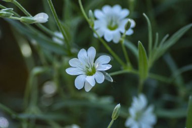 Bahçede beyaz küçük çiçekler. Doğa arka planı..
