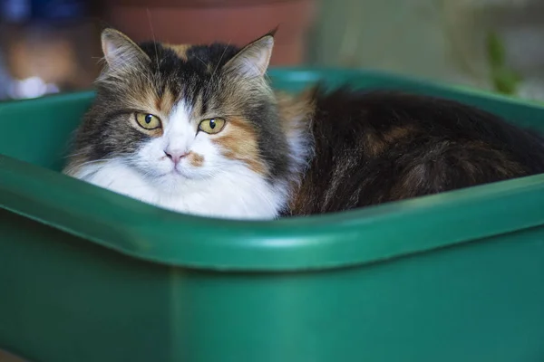 Close-up van een kat in een bekken. Driekleurige kat zitten in een groene bekken voor het wassen. Kat zitten in kunststof bekken. — Stockfoto