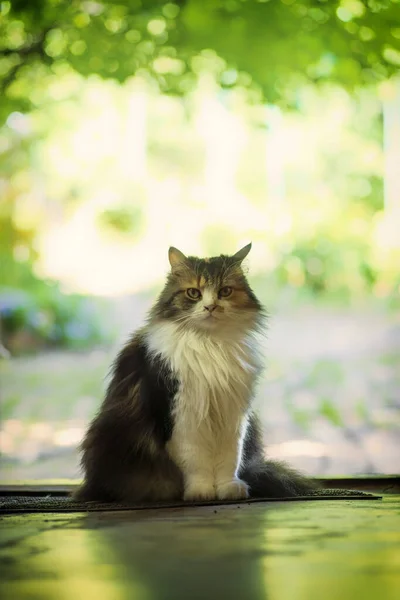 Um gato multi-colorido senta-se na porta da casa. Animais de estimação.. Fecho do gato . — Fotografia de Stock