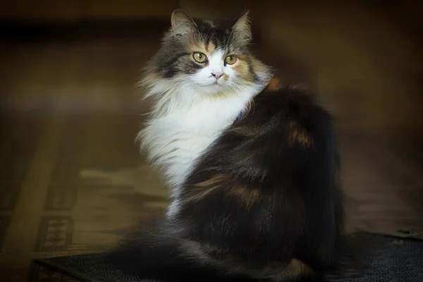 Un gatto multicolore si siede sulla porta di casa. Animali domestici.. Primo piano del gatto . — Foto Stock