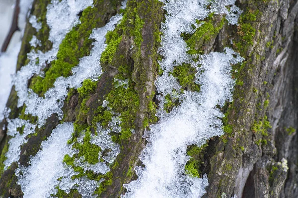 Зеленый мох на березе, покрытой снегом, зимний пейзаж. . — стоковое фото