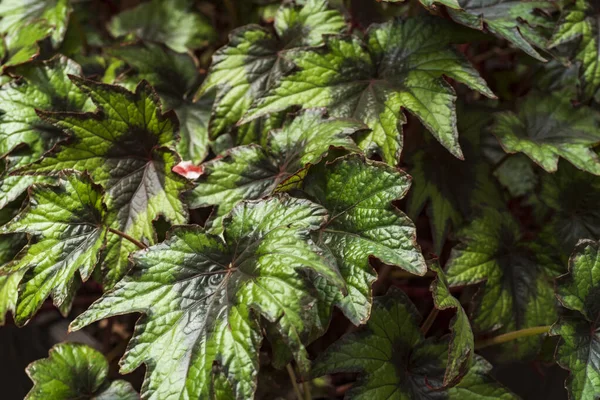 Primer plano de begonia. Begonia de cerca. Hojas verdes grandes de begonia.Fresh Verde Hojas Venas Rojas de Begonia Planta, Hoja de Begonia — Foto de Stock