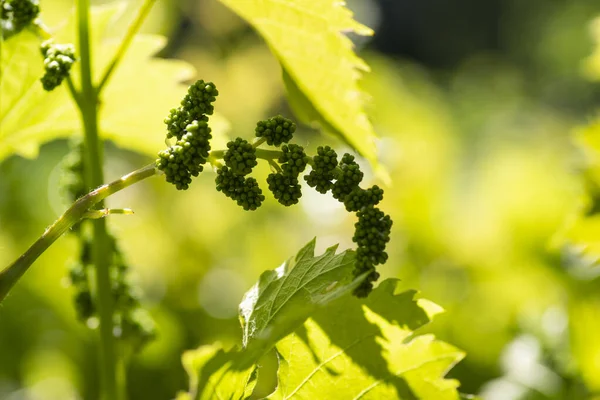 Grape flowers. Green flowers of grape.Small fresh green leaves of grapevine. Close-up of flowering grape vines, grapes bloom during day. — Stock Image Grape flowers. Green flowers of grape.Small fresh green leaves of grapevine. Close-up of flowering grape vines, grapes bloom during day. Stock Photo