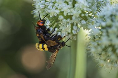 Megascolia maculata. Mamut wasp. Soğan çiçeğinde scola devi bir wasp. Scola lat. Megascolia maculata pullu giller ailesinden büyük eşek arıları türüdür. .