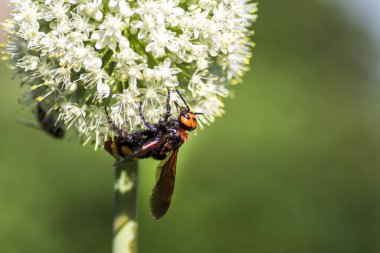 Megascolia maculata. Mamut wasp. Soğan çiçeğinde scola devi bir wasp. Scola lat. Megascolia maculata pullu giller ailesinden büyük eşek arıları türüdür. .