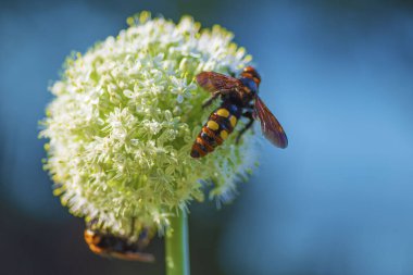 Megascolia maculata. Mamut wasp. Soğan çiçeğinde scola devi bir wasp. Scola lat. Megascolia maculata pullu giller ailesinden büyük eşek arıları türüdür. .