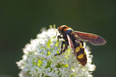 Megascolia maculata. Mamut wasp. Soğan çiçeğinde scola devi bir wasp. Scola lat. Megascolia maculata pullu giller ailesinden büyük eşek arıları türüdür. .