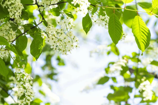 Белая красивая цветущая птица вишня в весенний солнечный день. Белое птичье шерри. Цветущая вишня. Цветы птица вишня. Концепция Springtime . — стоковое фото