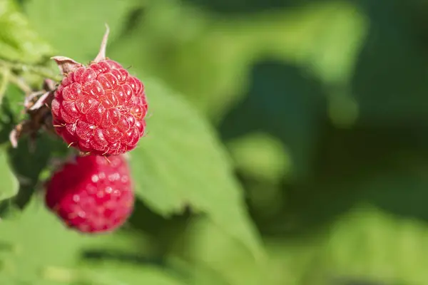 lose-up of the ripe raspberry in the fruit garden,ripe raspberry.Red raspberry with leaf on green background.