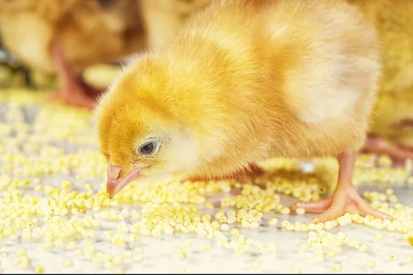 Malé novorozence kuřata. Žlutá kuřata jíst proso. — Stock fotografie