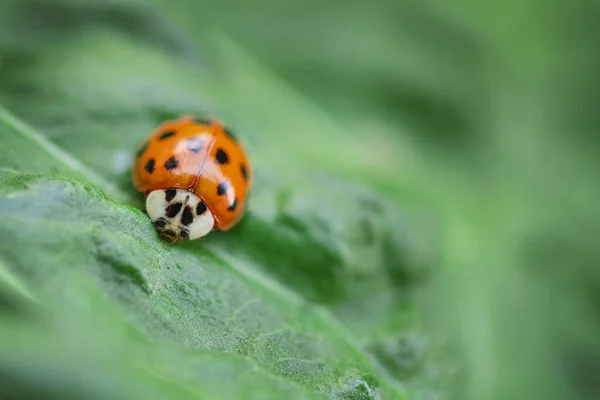 La mariquita se arrastra sobre la hoja brillante verde, el fondo verde.Los insectos, la mariquita sobre la hoja verde se acercan. Enfoque suave y selectivo . — Foto de Stock