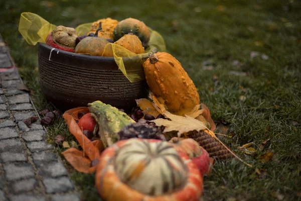 Meerkleurige pompoenen in de tuin. Halloween voorbereiding.Herfst achtergrond van multi-gekleurde decoratieve pompoenen. — Stockfoto