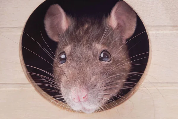 Muso di un ratto grigio. Ratto in casa.Il mouse guarda in un buco rotondo  . — Foto Stock