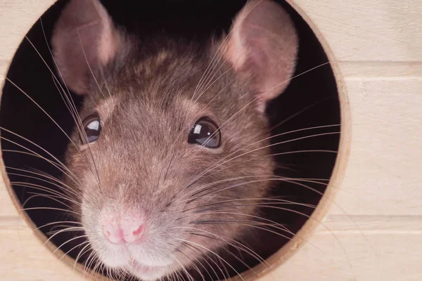 Muso di un ratto grigio. Ratto in casa.Il mouse guarda in un buco rotondo  . — Foto Stock