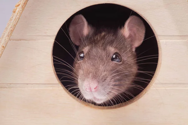 Muso di un ratto grigio. Ratto in casa.Il mouse guarda in un buco rotondo  . — Foto Stock