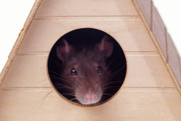 Muso di un ratto grigio. Ratto in casa.Il mouse guarda in un buco rotondo  . — Foto Stock
