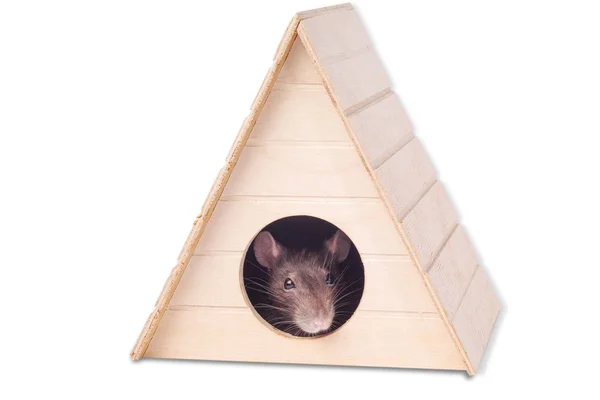 Kaganiec szarego szczura. Szczur w domu.Mysz patrzy w okrągłą dziurę . — Zdjęcie stockowe