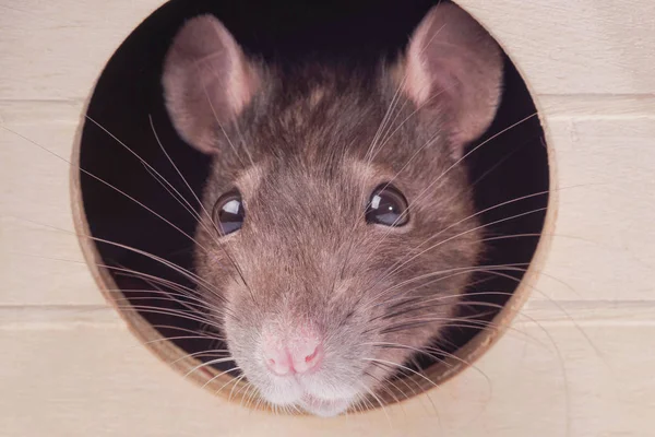 Muilkorf van een grijze rat. Rat in het huis.De muis kijkt in een rond gat . — Stockfoto