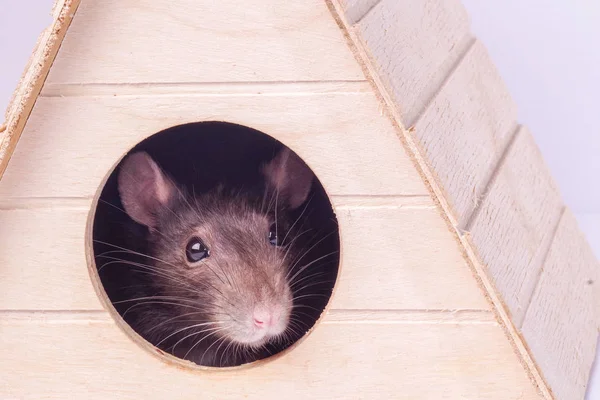 Muso di un ratto grigio. Ratto in casa.Il mouse guarda in un buco rotondo  . — Foto Stock