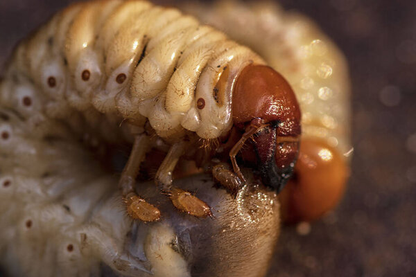 Личинки навозного жука крупным планом. Личинки жуков
.