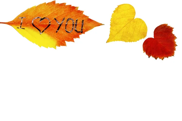 Autumn concept of colorful leaves on a white background. Background from autumn leaves with the inscription I love you. — Stock Photo, Image