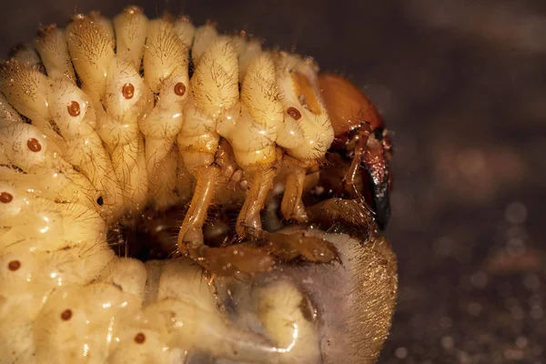 Larvae of dung beetle close-up. May beetle larvae. — Stock Photo, Image