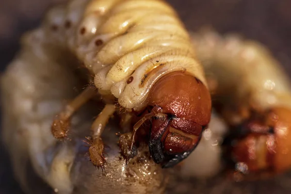 Личинки навозного жука крупным планом. Личинки жуков . — стоковое фото