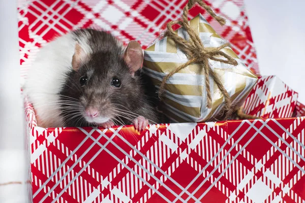 El símbolo de 2020 es una rata, un elemento de decoración de Año Nuevo. Año de la rata.Una rata gris con manchas blancas está sentada en una caja con regalos de Año Nuevo . — Foto de Stock
