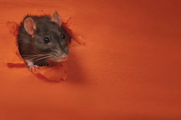 Koncepcja świętowania. Symbol roku 2020. Rok szczura. Rok szczura. Szary szczur wychodzi z papierowej ściany na zewnątrz. Nowy Rok. — Zdjęcie stockowe
