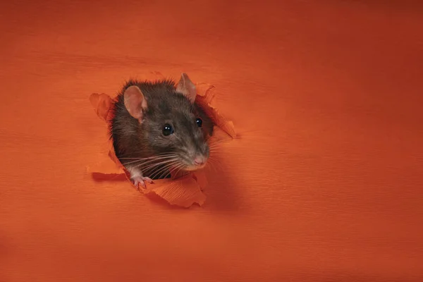 Koncepcja świętowania. Symbol roku 2020. Rok szczura. Rok szczura. Szary szczur wychodzi z papierowej ściany na zewnątrz. Nowy Rok. — Zdjęcie stockowe
